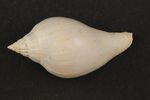 Schnecke_Nr PB23